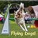 Flying Dogs! 2020: Agility ... a dog sport introducing speed and power (Calvendo Animals) by 