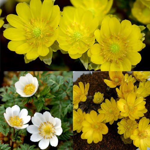 Amazon Co Jp 早春の花フクジュソウ 福寿草 3種セット Home Kitchen