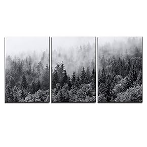 Misty Forests of Evergreen Coniferous Trees in an...
