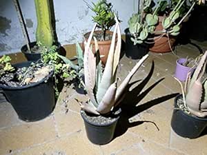 Aloe Vera, Plantas habitación, Planta medicinal 30cm: Amazon.es: Jardín