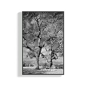 SIGNFORD Framed Canvas Home Artwork Decoration Plants Canvas...