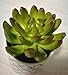 Pretty Home Potted Artificial Succulent Plants, Set of 3, Tile Pattern Pots