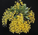 Dendrobium aggregatum- Fragrant Species! Fantastic- Easy to grow! Must have! Orchid Plant