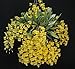 Dendrobium aggregatum- Fragrant Species! Fantastic- Easy to grow! Must have! Orchid Plant