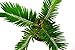 Japanese Sago Palm - GREAT GIFT EASY TO GROW - 4