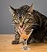 Delectables Bisque Lickable Wet Cat Treats - Tuna & Chicken, 1.4 oz (Pack of 12)