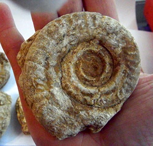 HILDOCERAS AMMONITE NATURAL FOSSIL UNPOLISHED NATURAL SOMERSET UK 50mm - 65mm