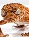 Notebook: rough knob gecko geckos reptile lizard lizards reptiles skin by Wild Pages Press