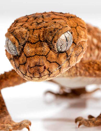 Notebook: rough knob gecko geckos reptile lizard lizards reptiles skin by Wild Pages Press