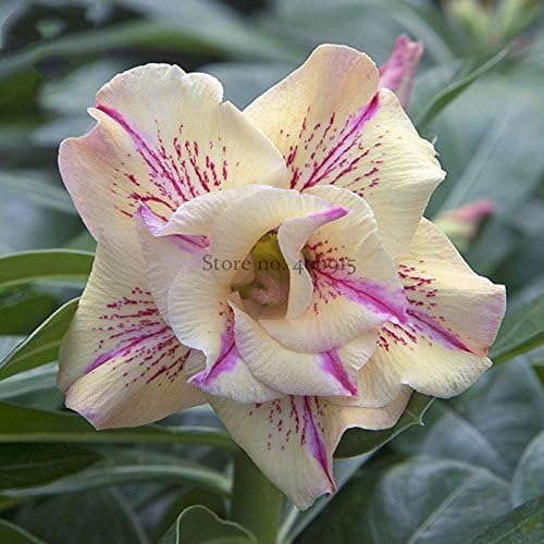 'Yellow Fragrance' Adenium Obesum Desert Rose Seeds, Professional Pack, 2 Seeds, Yellow Flowers with Purple Stripes