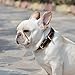 Genuine Leather Dog Collar with Alloy Buckle and Double D Rings (Large, Brown)