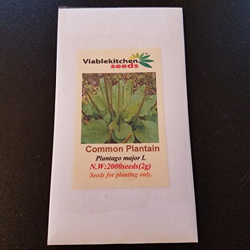 Top 9 plantain seeds for planting for 2019