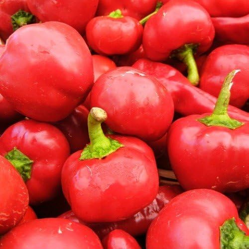 OMAXE HOT Pepper Round Shaji 115 Variety !!Sold by Tradico, Delhi !! !!AVG 30-50 Seeds!! X 2 Packets