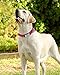 Taglory Personalized Dog Collar with Name Plate,Custom Engraved Pet ID Tags No Noise,Reflective Collars Training for Small Medium Large Dogs,Cherrythumb 1