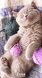 2017-2018 Kittens 2 Year Pocket Calendar by
