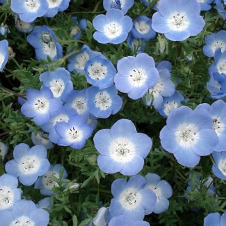 Amazon Co Jp ネモフィラ インシグニスブルー 青花 3 3 5号ポット 12株セット ホーム キッチン