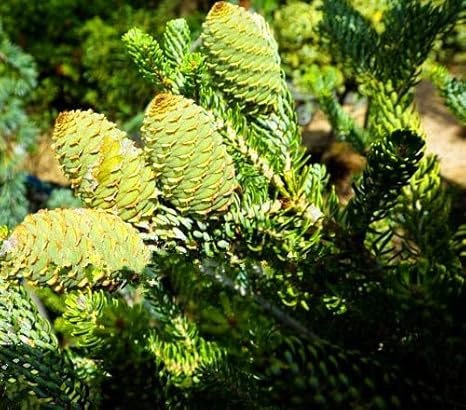 Amazon Co Jp ビッグセール 100個 ロット韓国のファー アビーズ韓国のフローレスの盆栽の花植物の植物diyホームガーデン 7 ホーム キッチン