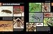 Beetles: The Natural History and Diversity of Coleoptera
