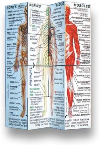 Human Body Cube Book (USA) Paperback – August 31, 2014