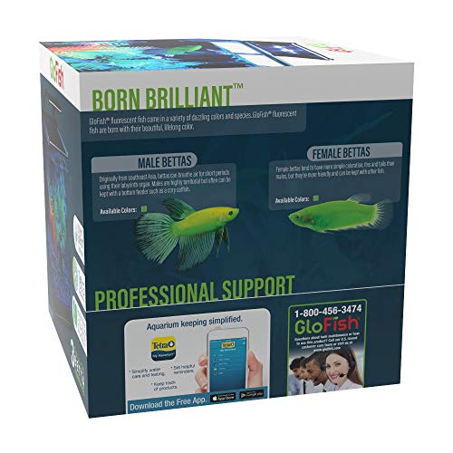 GloFish Betta Aquarium Kit - Image 3