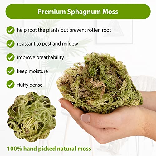 Jowlawn Sphagnum Moss for Plants - 10oz Potting Soil Moss for Potted Plants Carnivorous Plants, Orchid Potting Mix, Long Fiber Moss for Reptile, Terrarium Decoration