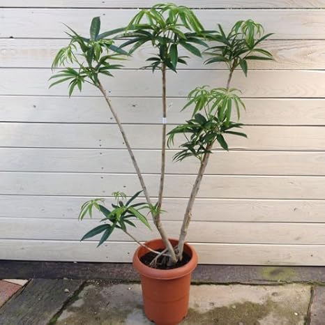 Amazon 観葉植物 シェフレラ アンガスティフォリア アングスティフォリア 特大 各現品限り 3番 観葉植物 オンライン通販