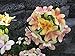 Epidendrum. Lake View "Angel" NEW! Collectors Item! Easy 2 Grow! Exclusive! Orchid Plant