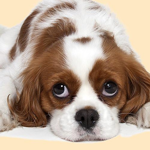 king charles cavalier tan