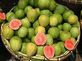 * 15 DWARF PINEAPPLE/STRAWBERRY GUAVA SEEDS ** #1080
