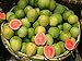 * 15 DWARF PINEAPPLE/STRAWBERRY GUAVA SEEDS ** #1080 primary