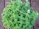 Organic Catnip Herb Seeds- Your cat will love you- 400  Seeds