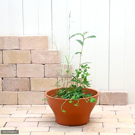 Amazon Co Jp ビオトープ 水辺植物 インスタント ビオトープ 寄せ植え １鉢 睡蓮鉢 ３２０ テラコッタブラウン 説明書付 沖縄不可 休眠株 ホーム キッチン