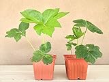 Ashitaba Plant (Aka Tomorrow's Leaf)-Organic