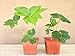 Ashitaba Plant (Aka Tomorrow's Leaf)-Organic