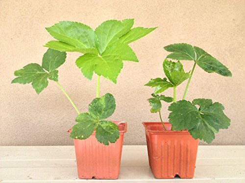 Ashitaba Plant (Aka Tomorrow's Leaf)-Organic