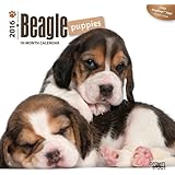Just Beagle Puppies 2015 Wall Calendar Willow Creek Press