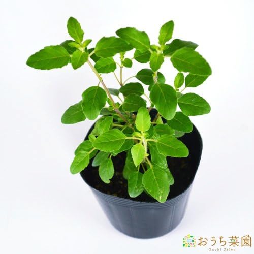 Amazon Co Jp ホーリーバジル トゥルシー 苗 ハーブ ９ｃｍ ポット ホビー