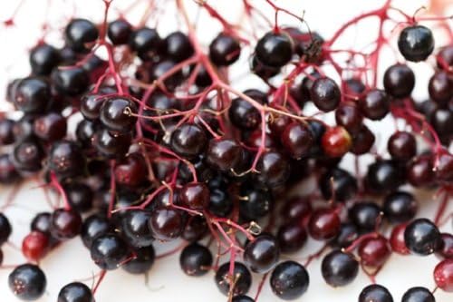HEIRLOOM NON GMO Elderberry 25 seed