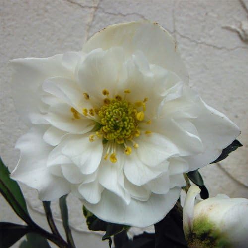 Amazon ミヨシ クリスマスローズ ダブルファンタジー4 5号ポット 開花株 Diy 工具 ガーデン