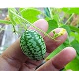 #1281* 15 Rare Seeds Melothria scabra Mouse Melon Mexican Sour Gherkin Heirloom Fruit