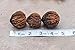 NEW Missouri Harvest 2017 Fresh Whole Black Walnuts 1 Pound In Shell Organic Perfect Squirrel Food - Black Walnut Tree Seeds - Juglans Nigra - Baking