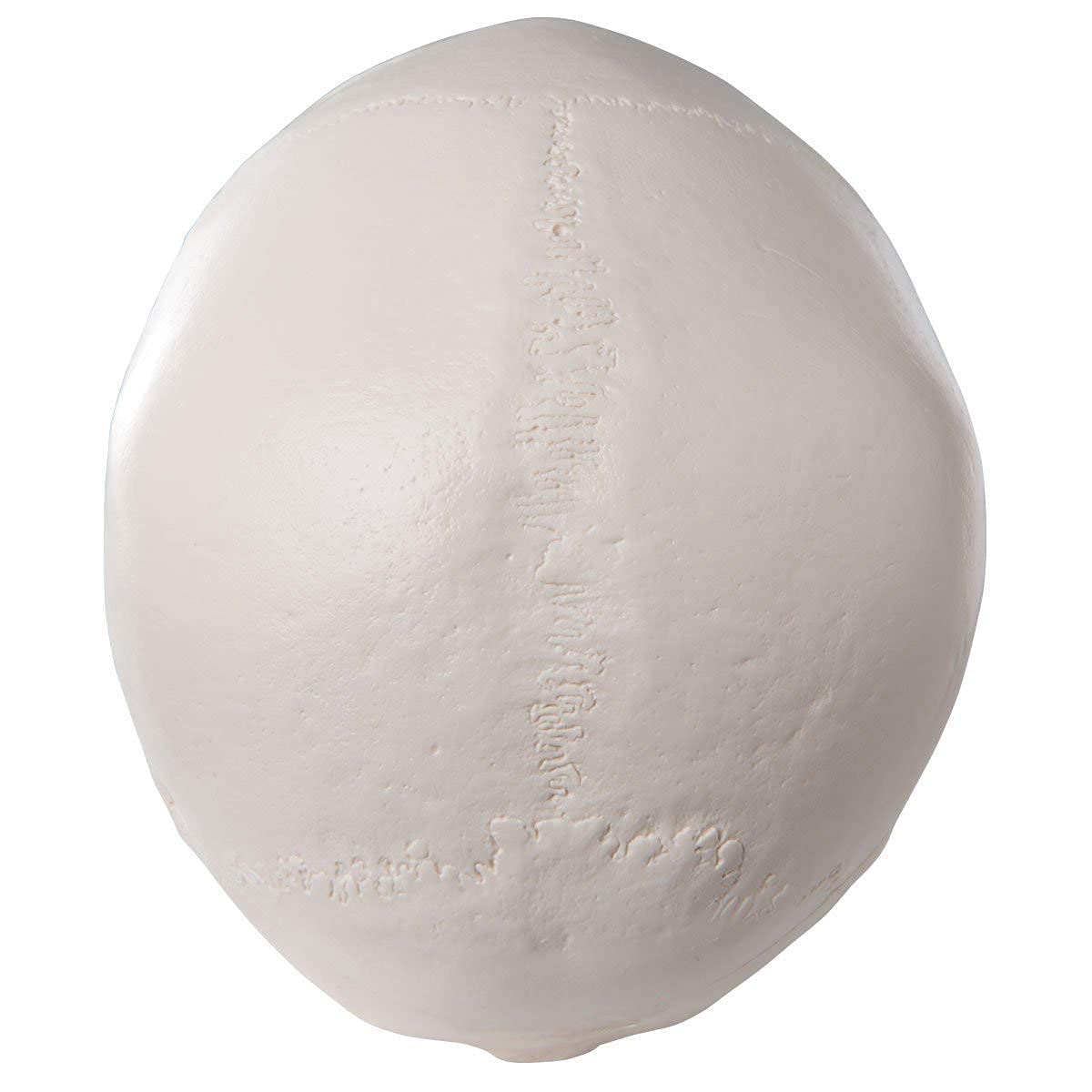 LYOU Human Skull Model for Learning, Skull Model, Life Size Human Head Skull Anatomical Model, Not Smudged for Medical Student Human Anatomy Study Course(White Skull)