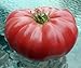 Watermelon Beefsteak Tomato 25 Seeds - Impressive!