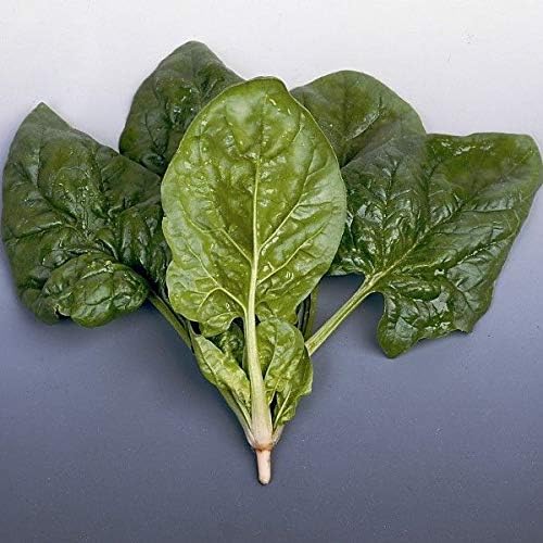 ScoutSeed Empaque Semillas de Verduras de Semilla de Verduras de ...