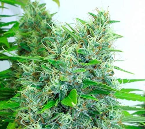 Sweet Amsterdam indoor (10 fem.)