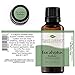Plant Therapy Eucalyptus Radiata Essential Oil 30 mL (1 oz) 100% Pure, Undiluted, Therapeutic Grade