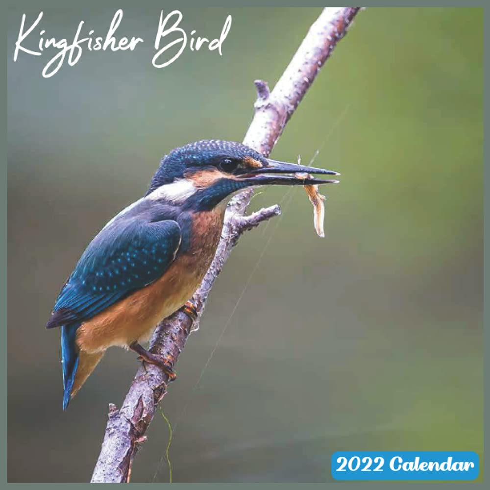 Kingfisher Bird 2022 Calendar: Official Kingfisher Birds Calendar 2022, 16 Month Calendar 2022: Calendar 2022, Kingfisher: 9798524279064: Amazon.com: Books