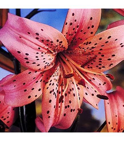 money tree plant pot Money Tree main image 1