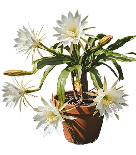 Amazon.com : Queen of the Night Epiphyllum oxypetalum Live plant : Patio,  Lawn & Garden