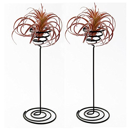 Hotoco air plant stand holder air plant base Container Tabletop Planter Tillandsia Planter Racks(2 Pack)